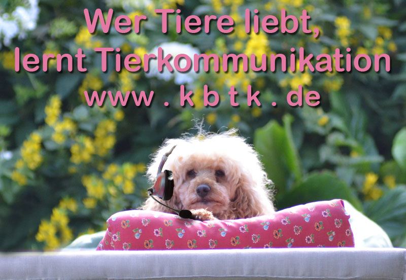 tierkommunikation-erlernen online seminar kurs